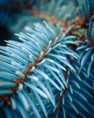 blue fern leaf