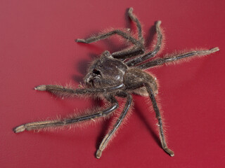 Close up view of huntsman spider against burgundy coloured background on Kangaroo Island, Australia