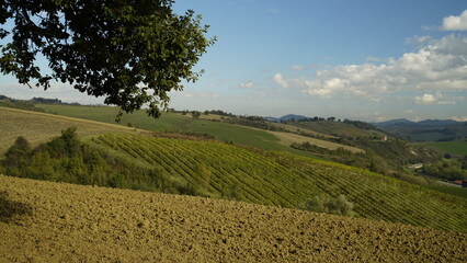 Foliage d'autunno nei vitigni del Lambrusco delle colline modenesi. Castelvetro, Emilia Romagna,Modena