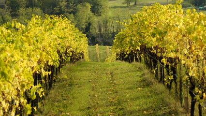 Fototapeta na wymiar Foliage d'autunno nei vitigni del Lambrusco delle colline modenesi. Castelvetro, Emilia Romagna,Modena