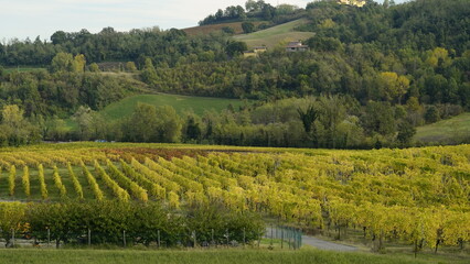 Fototapeta premium Foliage d'autunno nei vitigni del Lambrusco delle colline modenesi. Castelvetro, Emilia Romagna,Modena