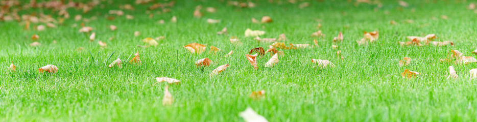 Autumn season, green lawn with fallen leaves.