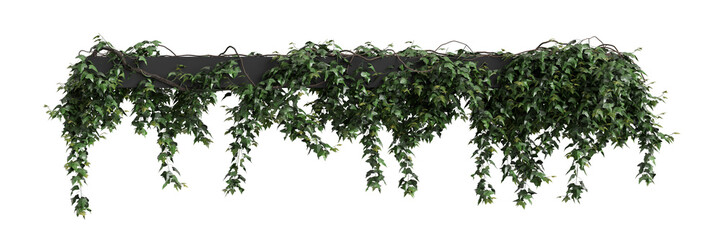 3d illustration of Hedera Helix hanging isolated on transparent background