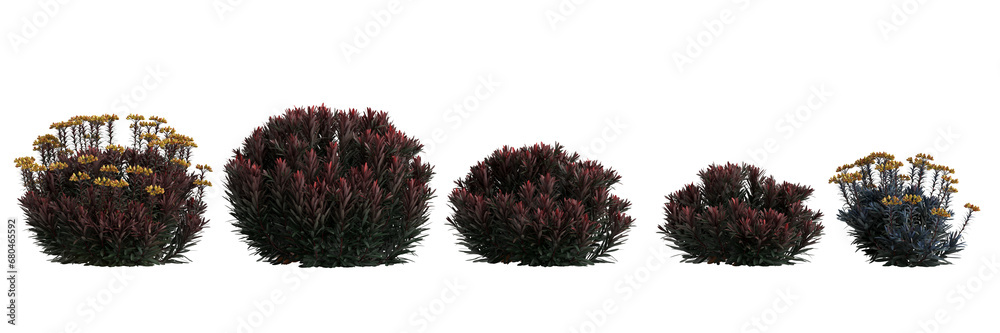 Wall mural 3d illustration of set euphorbia blackbird bush isolated on transparent background