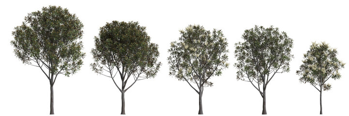 3d illustration of set Grevillea baileyana tree isolated on transparent background - obrazy, fototapety, plakaty