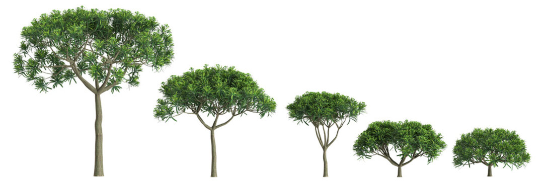 3d illustration of set Euphorbia bourgeana tree isolated on transparent background