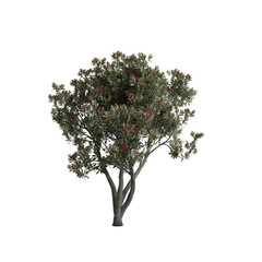 3d illustration of Eriobotrya Japonica tree isolated on transparent background