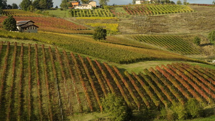 Foliage d'autunno nei vitigni del Lambrusco delle colline modenesi. Castelvetro, Emilia Romagna,Modena