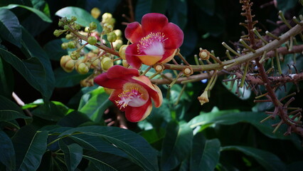 Cannonball Tree or Sal Flower or Cannonball Tree is a species of flowering plant in the family...