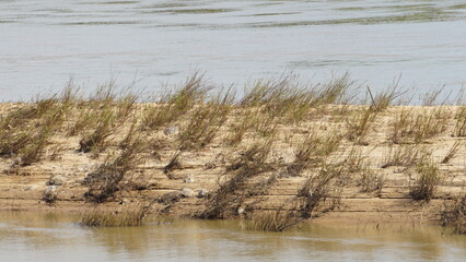 flooded river with dry grass and reeds on the bank