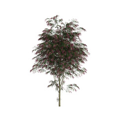 3d illustration of Agonis Flexuosa tree isolated on transparent background