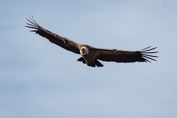 Eurasian griffon vulture flying in the sky looking ahead