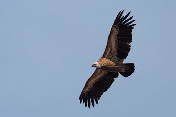 Obraz premium Eurasian griffon vulture flying in the sky with wide opened wings