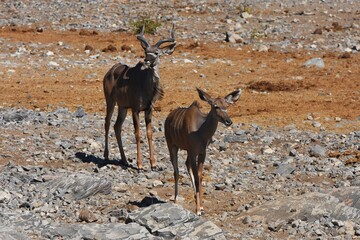 Kudu (tragelaphus strepsicerus) am Wasserloch Halali im Etoscha Nationalpark in Namibia.