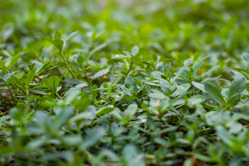 selective focus, nature wallpaper purslane grass, wild plants growing around the yard