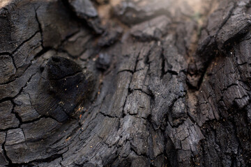 burning tree charcoal, charcoal texture, forest fire concept. selective focus.