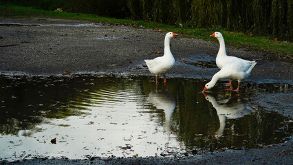 Gruppo di oche bianche cammina specchiandosi nell'acqua.