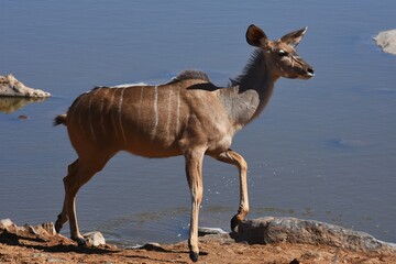 Kudu (tragelaphus strepsicerus) am Wasserloch Halali im Etoscha Nationalpark in Namibia.