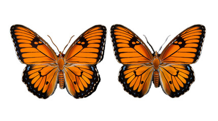 Three solitary orange butterflies set on a white backdrop