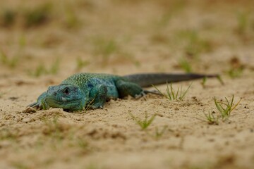 Ocellated lizard or jewelled lizard (Timon lepidus) is a species of lizard in the family Lacertidae...