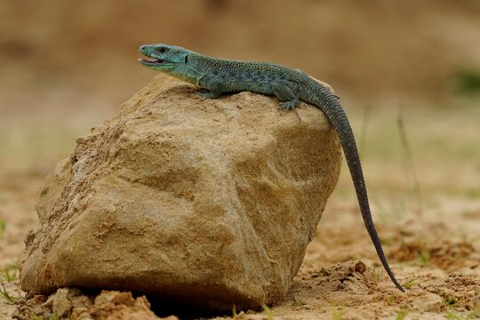 Ocellated lizard or jewelled lizard (Timon lepidus) is a species of lizard in the family Lacertidae (wall lizards). The species is endemic to southwestern Europe.