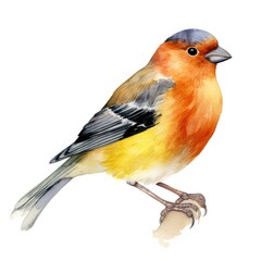Naklejka premium Vibrant Finch Watercolor Illustration - Nature Art