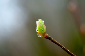 4K Image: Close-Up of New Bud with Morning Dew