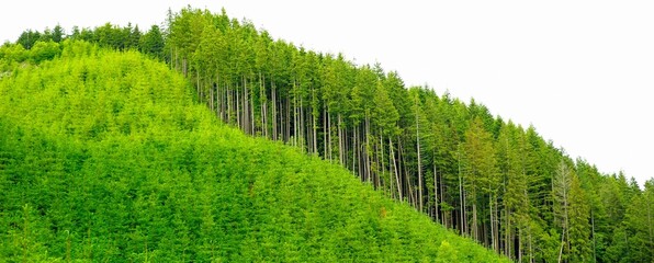 Fototapeta na wymiar 4K Image: Newly Planted Tree in the Pacific Northwest - Reforestation Efforts