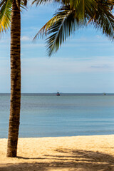 Coconut Palm Trees On the Beach