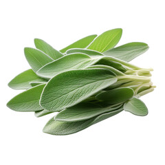 Fresh sage herb isolated on white background with clipping path - obrazy, fototapety, plakaty