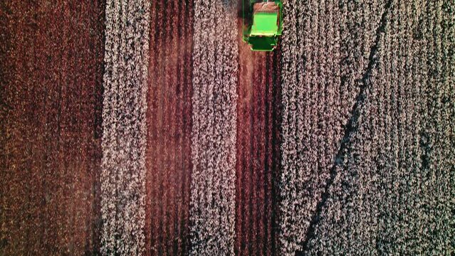 Top down view over a cotton field where a picker leaves contrasting paths