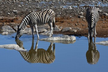 Fototapeta na wymiar Zebra (Equus Quagga) am Wasserloch Halali im Etoscha Nationalpark in Namibia. 