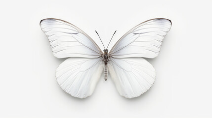 On a white background, a lovely white butterfly is isolated.