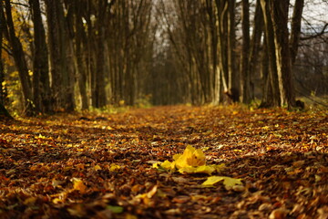 Jesień , Autumn Poland 