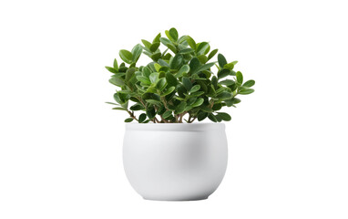 Fototapeta premium Sturdy Elegance Fiberglass Planter on White or PNG Transparent Background..