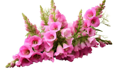 Floral Charisma on White or PNG Transparent Background..