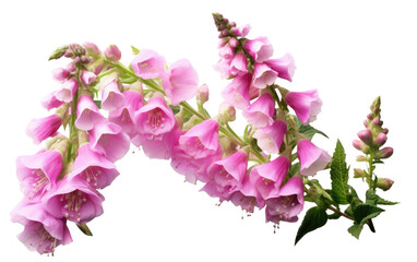 Elegant Blooms Foxglove on White or PNG Transparent Background..