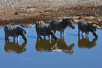 Steppenzebras (Equus quagga) am Wasserloch Halali im Etoscha Nationalpark in Namibia. 