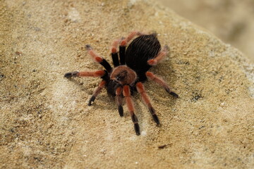 Brachypelma smithi is a species of spider in the family Theraphosidae (tarantulas) native to Mexico. Mexican redknee tarantulas are a popular choice as pets among tarantula keepers