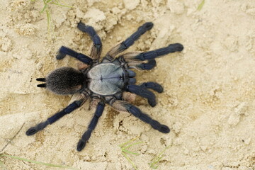 Monocentropus balfouri - Socotra Island blue baboon tarantula