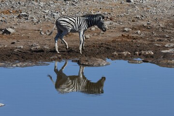 Fototapeta na wymiar Zebrafohlen (Equus quagga) am Wasserloch Halali im Etoscha Nationalpark in Namibia. 