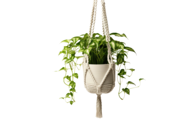 Macrame Beauty on White or PNG Transparent Background.