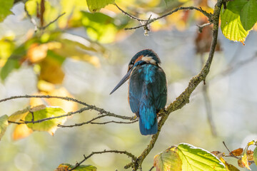 Kingfisher (Alcedo atthis) perched in a tree.