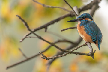 Kingfisher (Alcedo atthis) perched in a tree.
