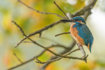 Kingfisher (Alcedo atthis) perched in a tree.