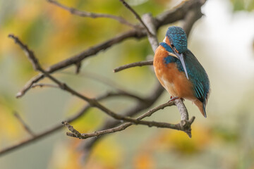Kingfisher (Alcedo atthis) perched in a tree.