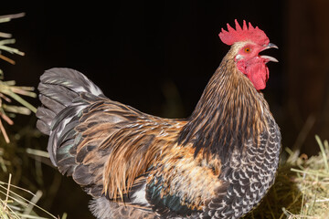 Farmyard rooster with colorful plumage with open beak.