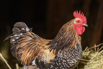 Free-ranging barnyard rooster with colorful plumage, outdoor breeding.