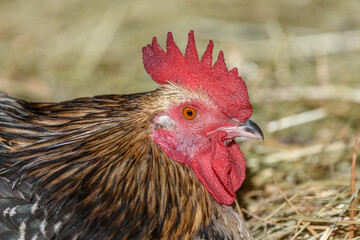 Farmyard rooster portrait with colorful plumage lying in the hay in the sun, free-range breeding in the open air.