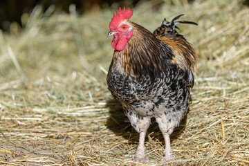 Free-ranging barnyard rooster with colorful plumage, outdoor breeding.